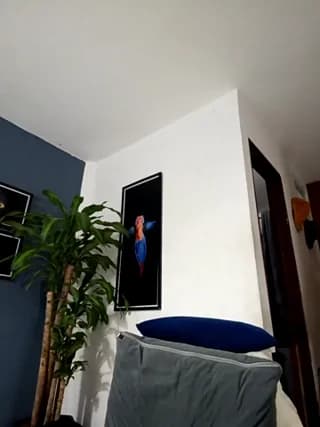 SilvaBranko - stripchat